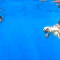 “In fondo al mar” le tartarughe Greta e Alive finalmente libere!