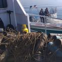 PESCA ILLEGALE – SEQUESTRATE 132 POLPARE A TERRACINA