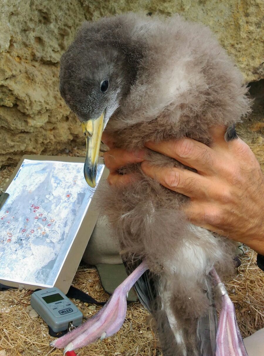 Berta maggiore Ligea Ventotene