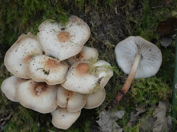 Collybia fusipes 2 1