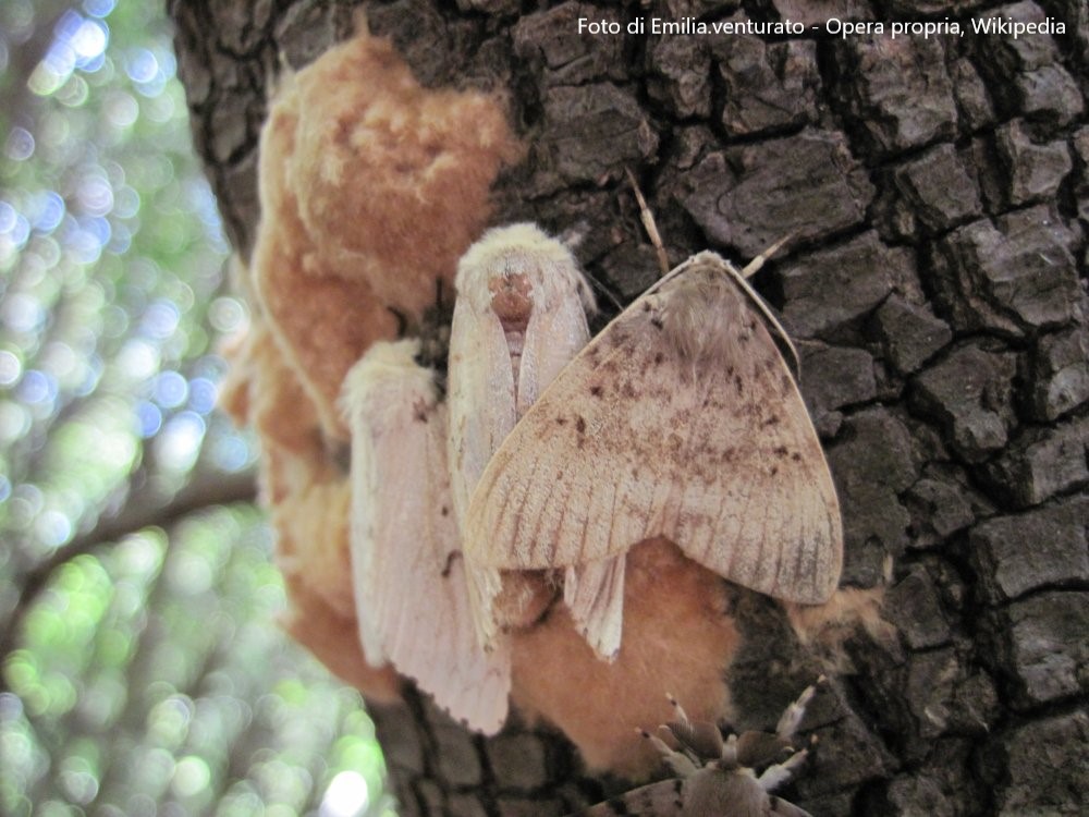 Lymantria females eggs males