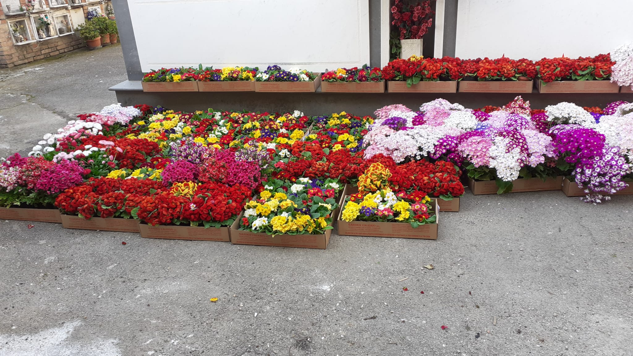 Prima porzione di fiori e piante donate da Valrio Garden