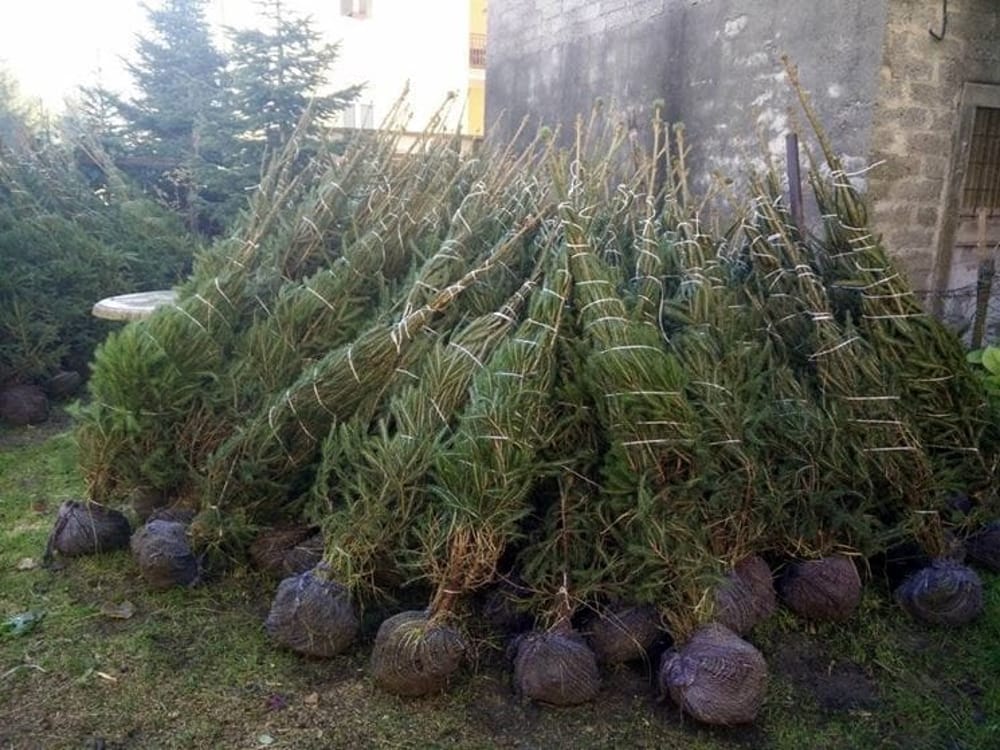 Raccolta alberi di Natale