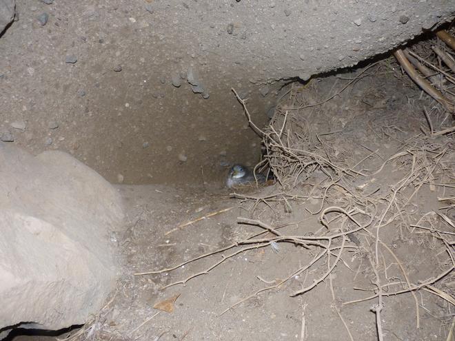 nido di Berta Maggiore Calonectris diomedea a Ventotene